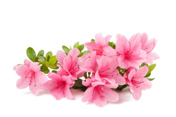 azaleas flowers  isolated azaleas flowers  isolated on white background rhododendron stock pictures, royalty-free photos & images