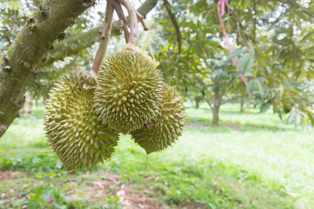 istock Young durians on tree in garden 938537282