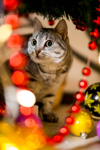 istock Gray young cat hiding under a Christmas tree near a Christmas tree 938542164