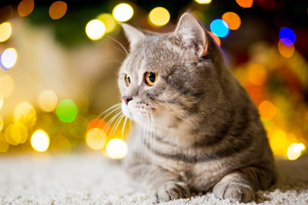 istock Large gray Cat without breed near the Christmas tree with garlands 938542320