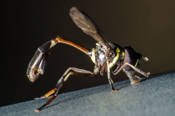 istock Beautiful and mysterious macro world 938543374