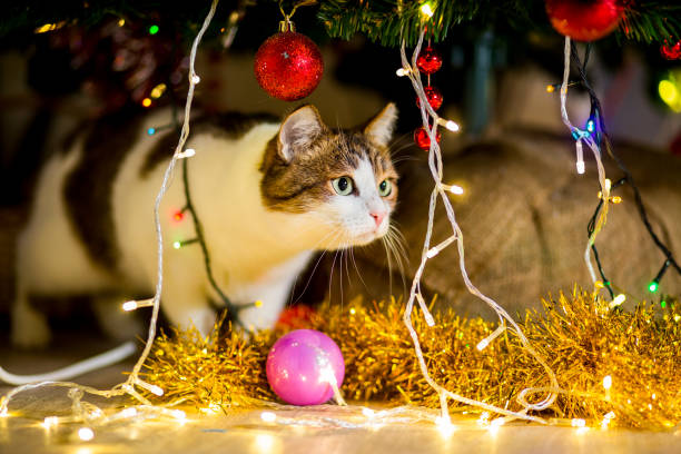 Big spotted cat without rocks near the Christmas tree