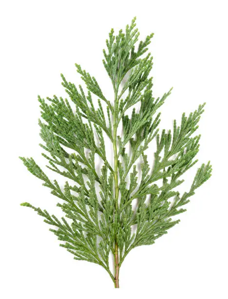 Cypress branch isolated on white background