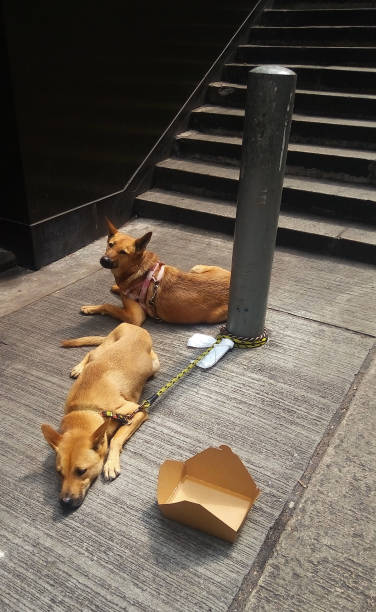 istock dogs resting by stairs with water feeded 938547678