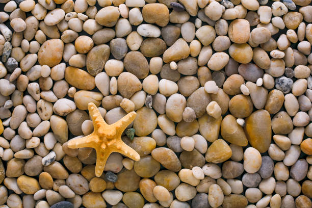 Sea pebbles, seashells and starfish background. Natural seashore stones textured surface, top view