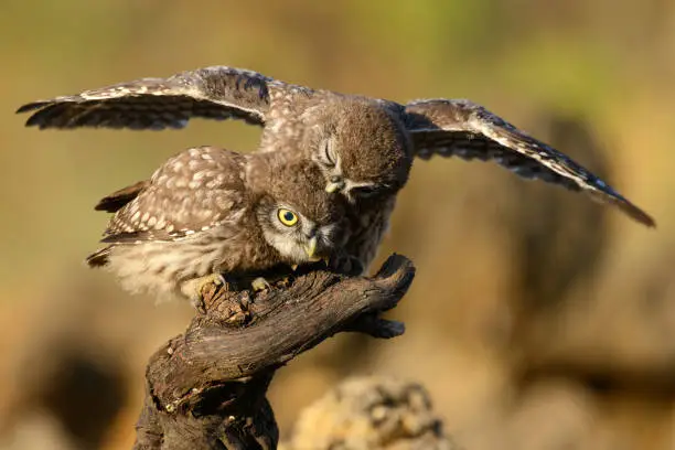 A young little owl sitting on a stick with spread wings and bites the head of the second little owl.