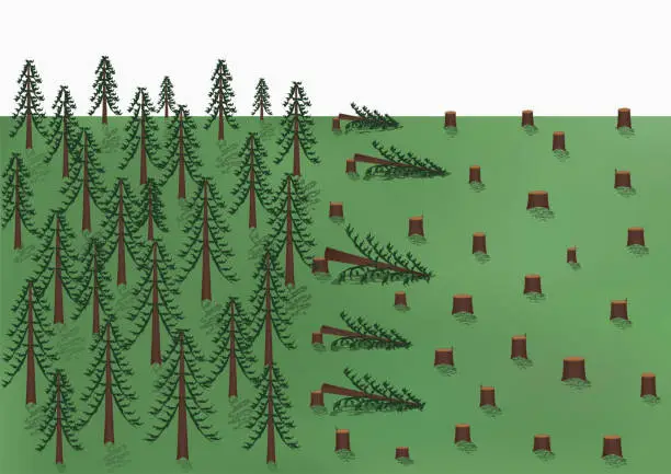 Vector illustration of cutting down of a pine forest landscape, big trees and a lot of stumps, vector illustration horizontal