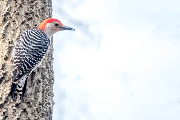 The Red-bellied Woodpecker, nesting in the amazing reserve of Wakodahatchee Wetlands in Florida.