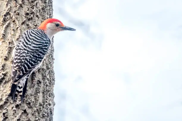 red-bellied woodpecker,Melanerpes carolinus  is a medium-sized woodpecker of the family Picidae