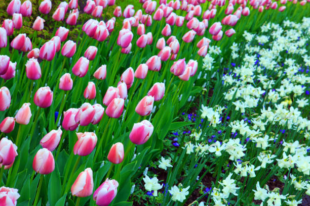 istock White Daffodils and pink tulips background 938554710