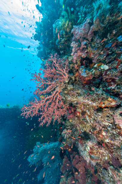 istock Coral reef off coast of Bali 938554718