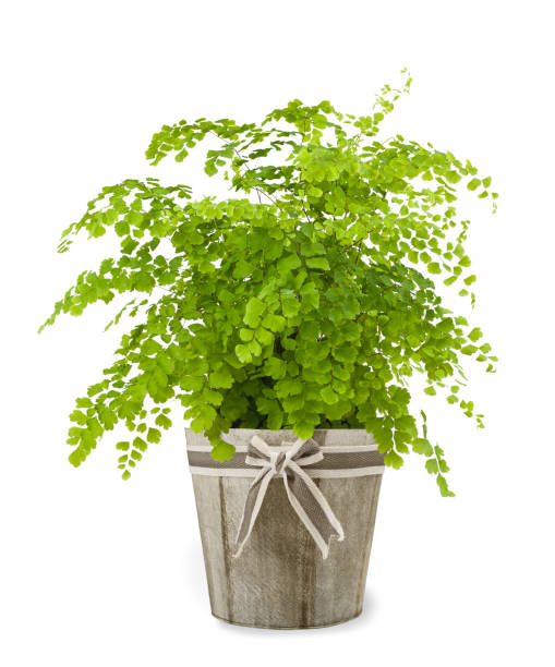 istock venus hair fern 938554740