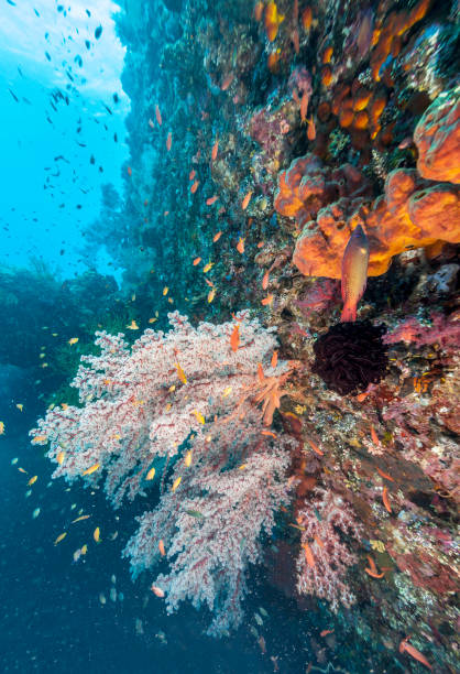 istock Coral reef off coast of Bali 938555290
