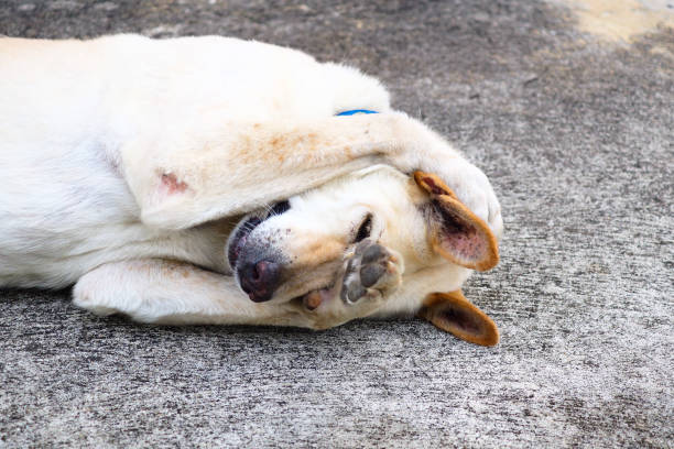 istock Shy dog was hiding its face - Thai dog 938555854