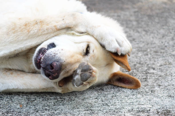 schüchterner hund verbarg sein gesicht - thai hund - tierbein stock-fotos und bilder