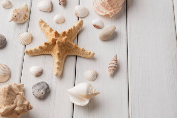 istock Seashells on white wood, sea vacation background 938556036