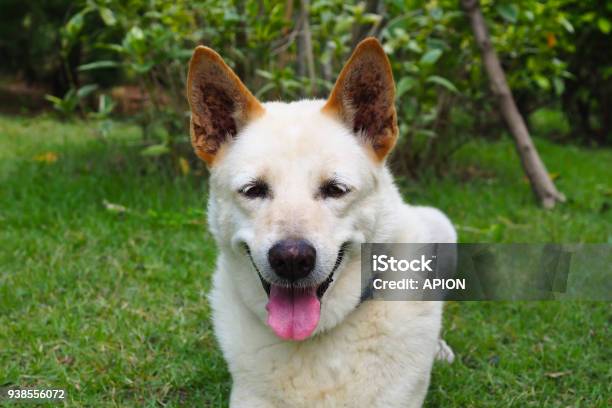 Happy Dog Portrait Smiling Dog Local Dog Thailand Stock Photo - Download Image Now