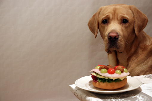 dog wants food on the plate but does not have permission from its owner. And because he understands what the word NO means, he does not touch the food