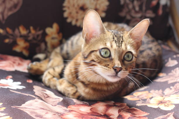 istock Adorable portrait of a Bengal cat 938558872