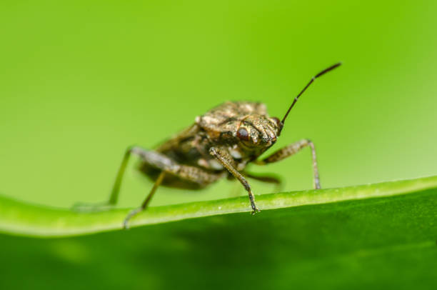 istock Beautiful and mysterious macro world 938559570