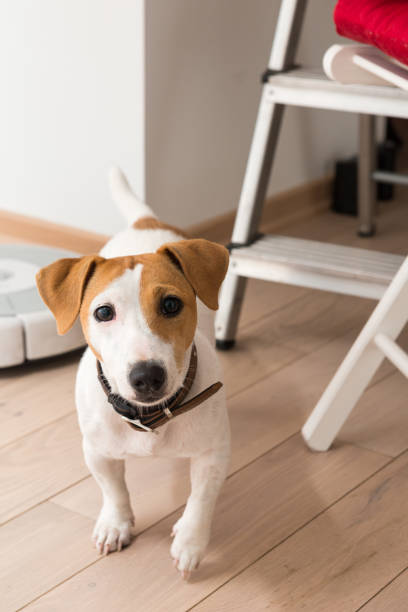 istock Jack Russell Terrier at home 938561042