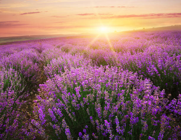 istock Meadow of lavender. 938564942