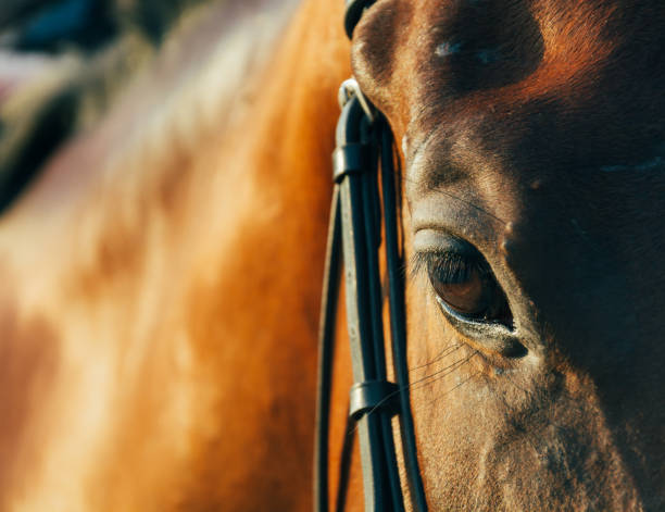 istock horse eye - soft focus with film filter 938565344
