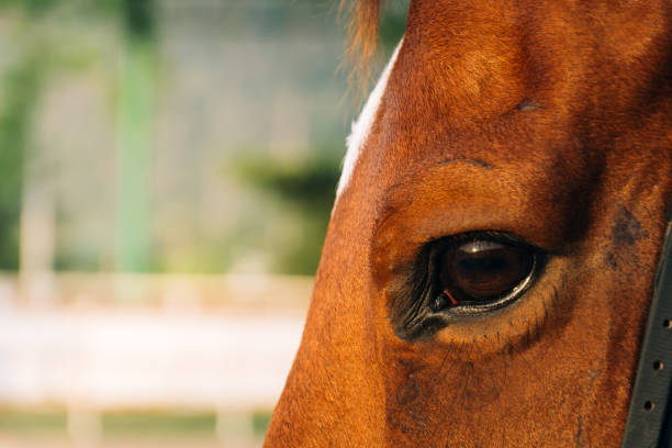 istock horse eye - soft focus with film filter 938566380
