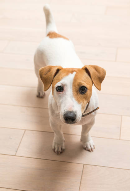 istock Jack Russell Terrier at home 938569034
