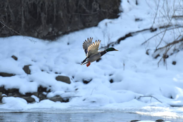 istock wild ducks make a landing and fly up over the river in the winter 938569742