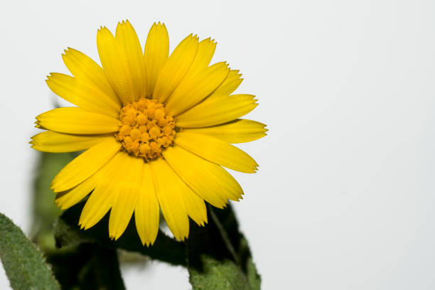 fleur de marguerite jaune - flower head sunflower chrysanthemum single flower photos et images de collection