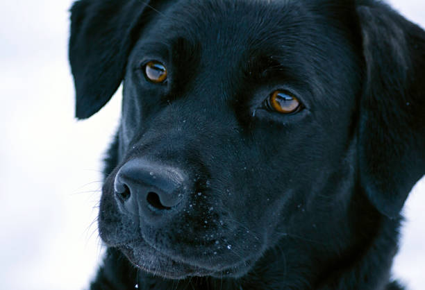 istock Black labrador in the snow 938573082