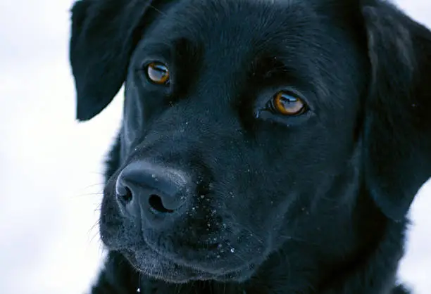 A portrait of a beautiful black female labrador looking at the owner while playing in the snow