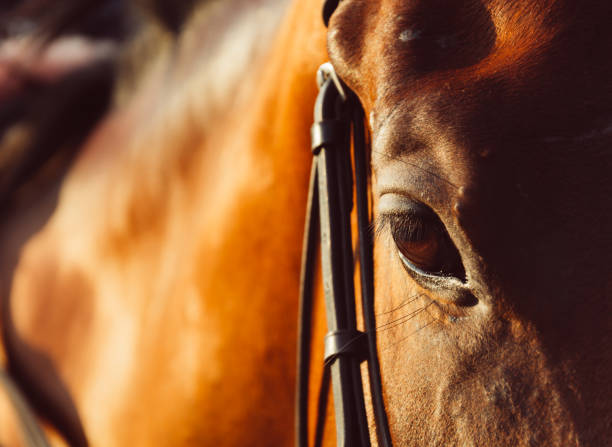 istock horse eye - soft focus with film filter 938577992