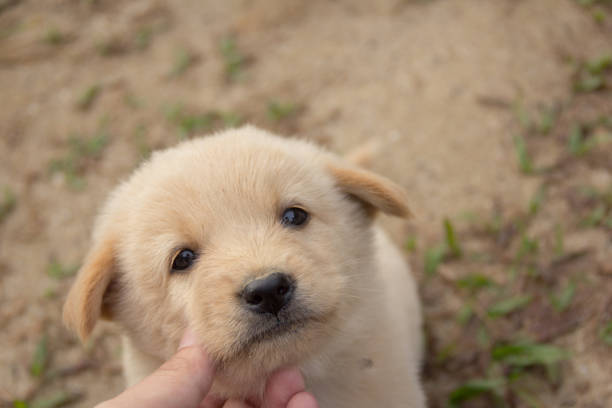 istock Adorable and cute labrador puppy 938578186