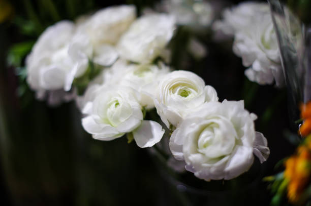 istock Amazingly beautiful white ranunculus on a blurred background 938578428