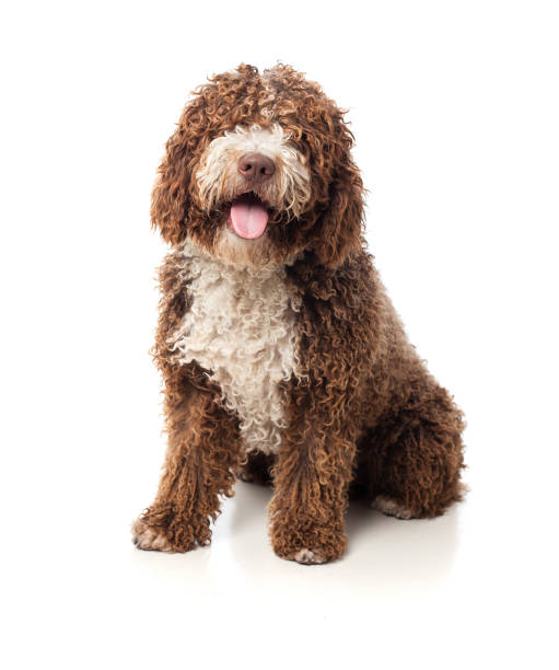 istock Long haired brown dog with tongue out 938579266