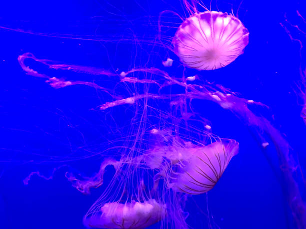 istock Jellyfish in Aquarium 938581954