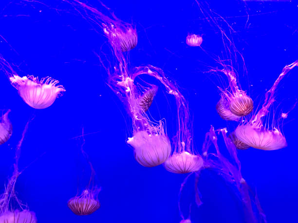 istock Jellyfish in Aquarium 938581962