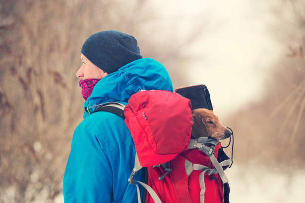 Traveler walks through the forest during snowfall, carries in his backpack a funny small dog. Concept - our friends who are always with us. Awesome adventure at sunny winter day.