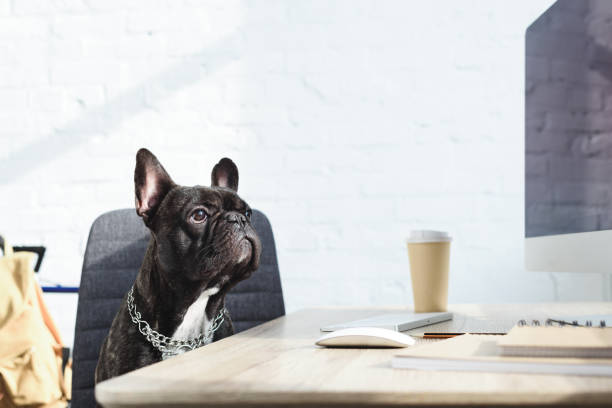 Black Frenchie sitting on chair by computer on table