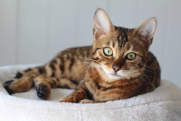 istock Adorable portrait of a Bengal cat 938582988