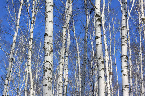 istock trunks of birch trees in birch-wood 938583260