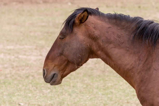 a close up portrait of a wild horse in Arizona