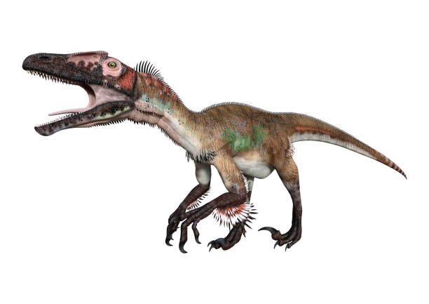 istock 3D illustration dinosaur utahraptor on white 938586034