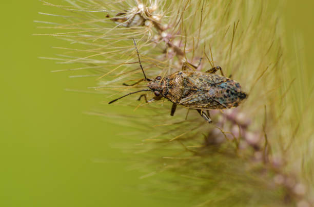 istock Beautiful and mysterious macro world 938586180