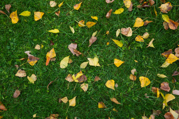istock Fallen yellow leaves on green grass in autumn 938586366