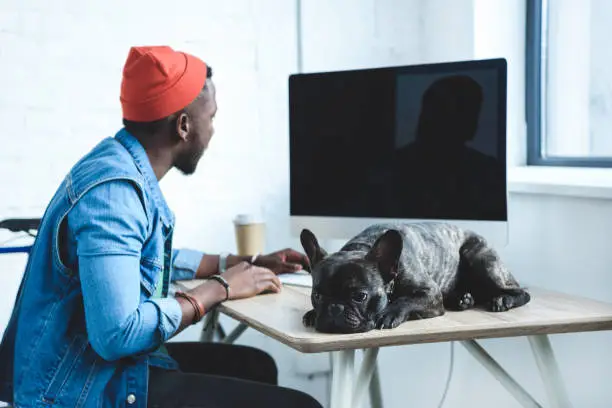 Photo of African american man working by computer while French bulldog lying on table