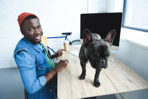 Photo of French bulldog standing on table with computer by young man freelancer