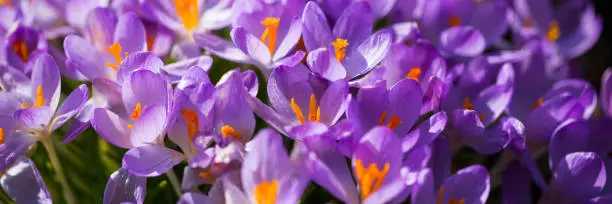 Banner, crocuses in the garden, lilac flowers, background